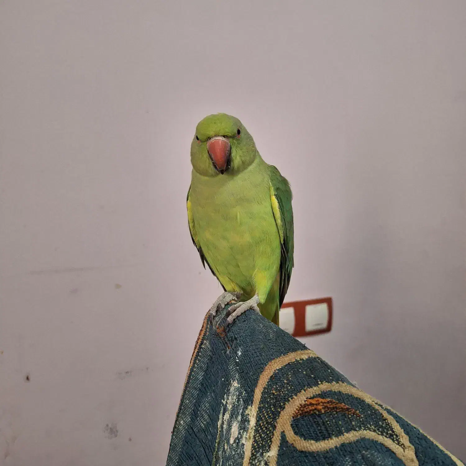 طوطی ملنگو|پرنده|قشم, |دیوار