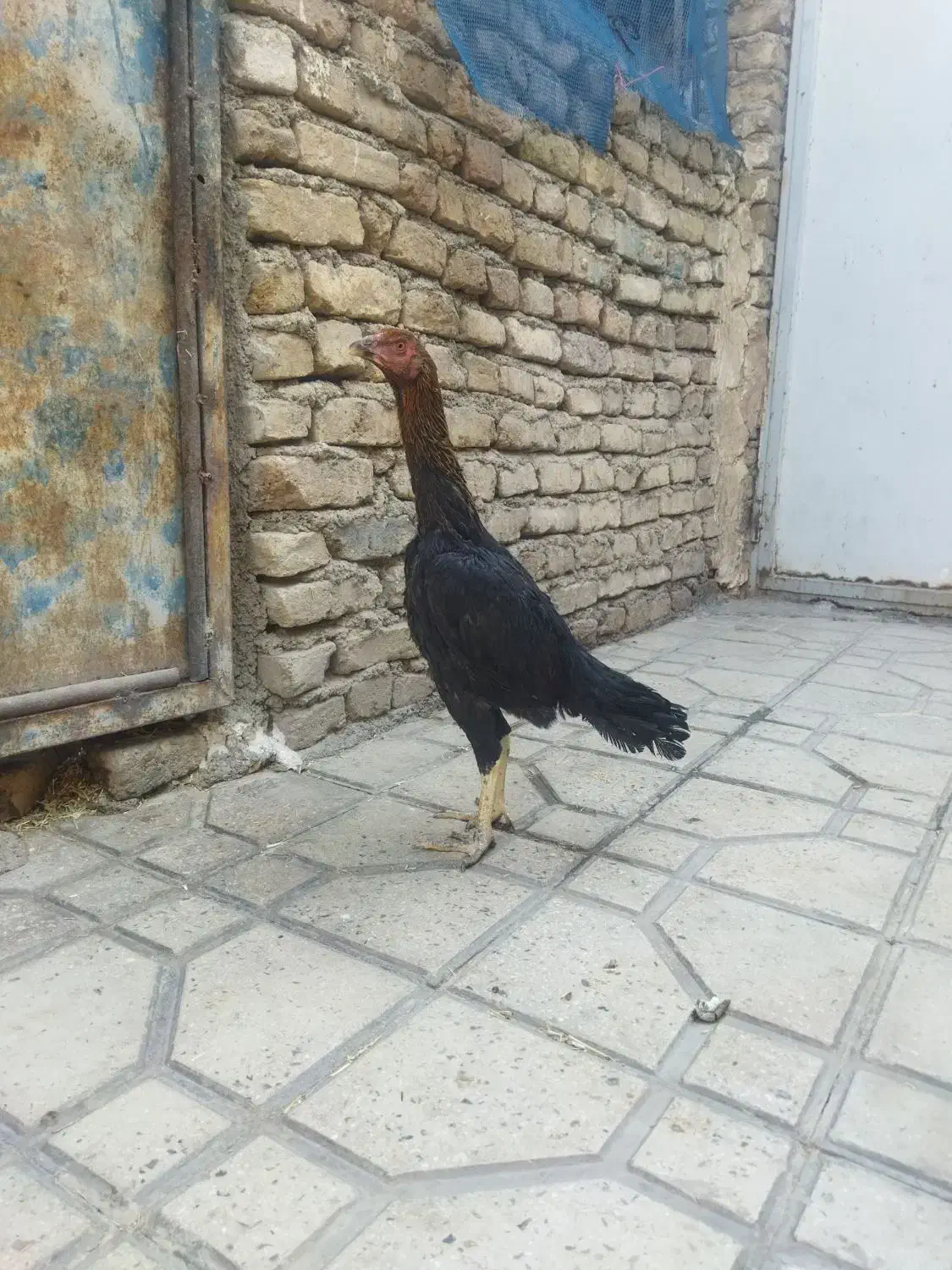 مرغ لاری|حیوانات مزرعه|قرچک, داوود آباد|دیوار