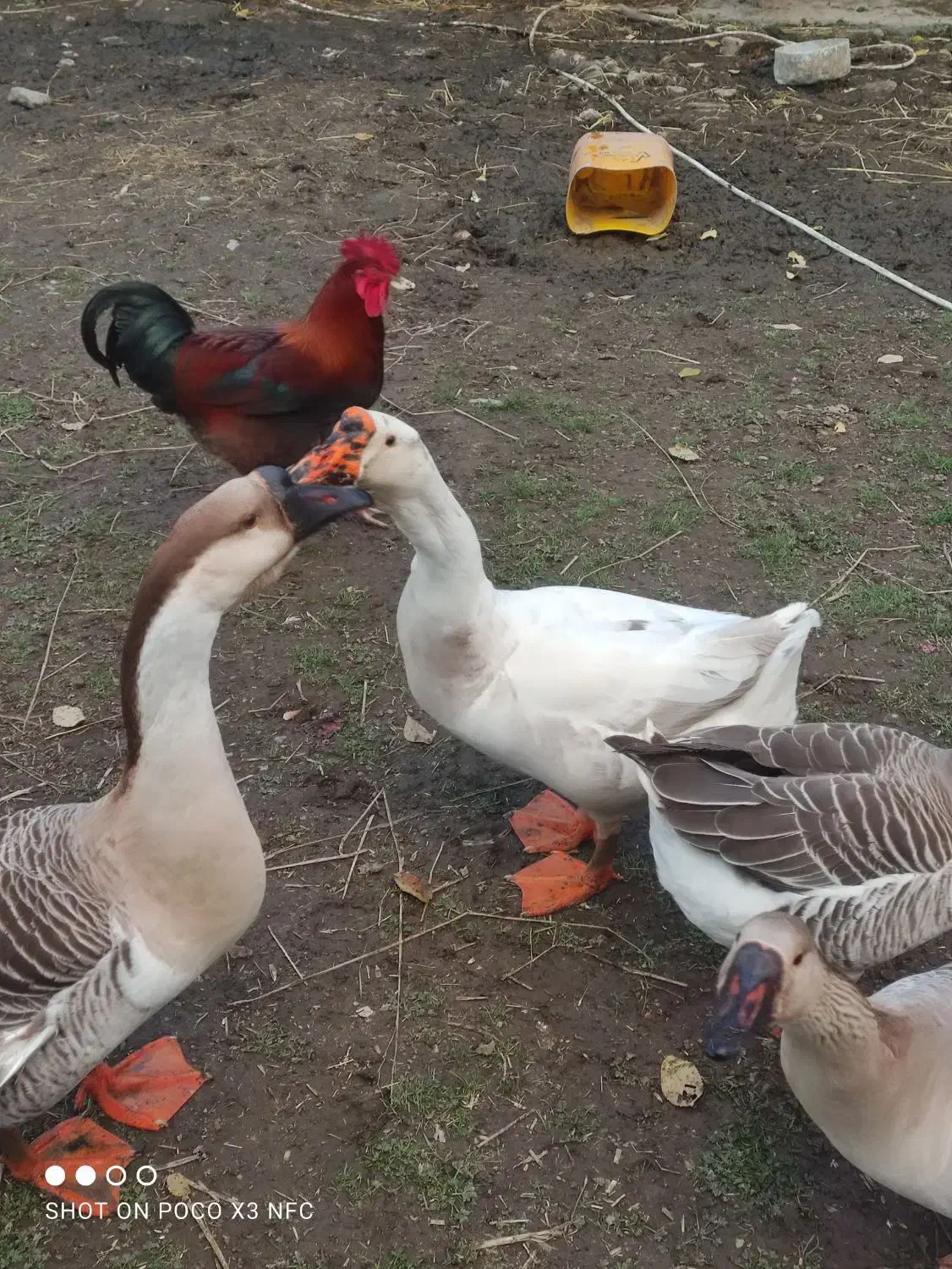 قوغاز|حیوانات مزرعه|فومن, |دیوار