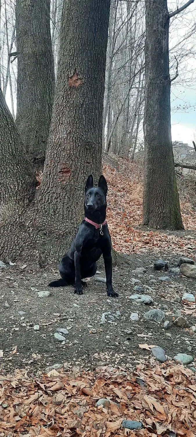 سگ ماینوز مشگی|سگ|آبیک, |دیوار