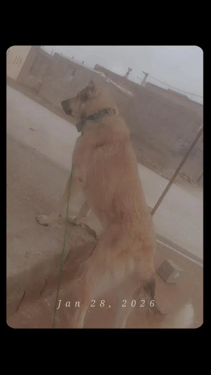 سگ پژدر|سگ|بوکان, |دیوار