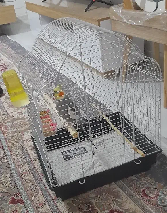 عروس هلندی سخنگو|پرنده|کرج, خرمدشت|دیوار