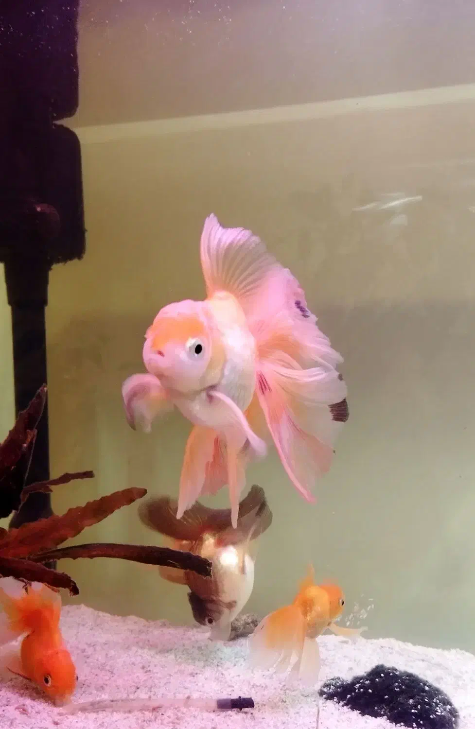 ماهی گلدفیش|ماهی|شیراز, فرهنگیان|دیوار