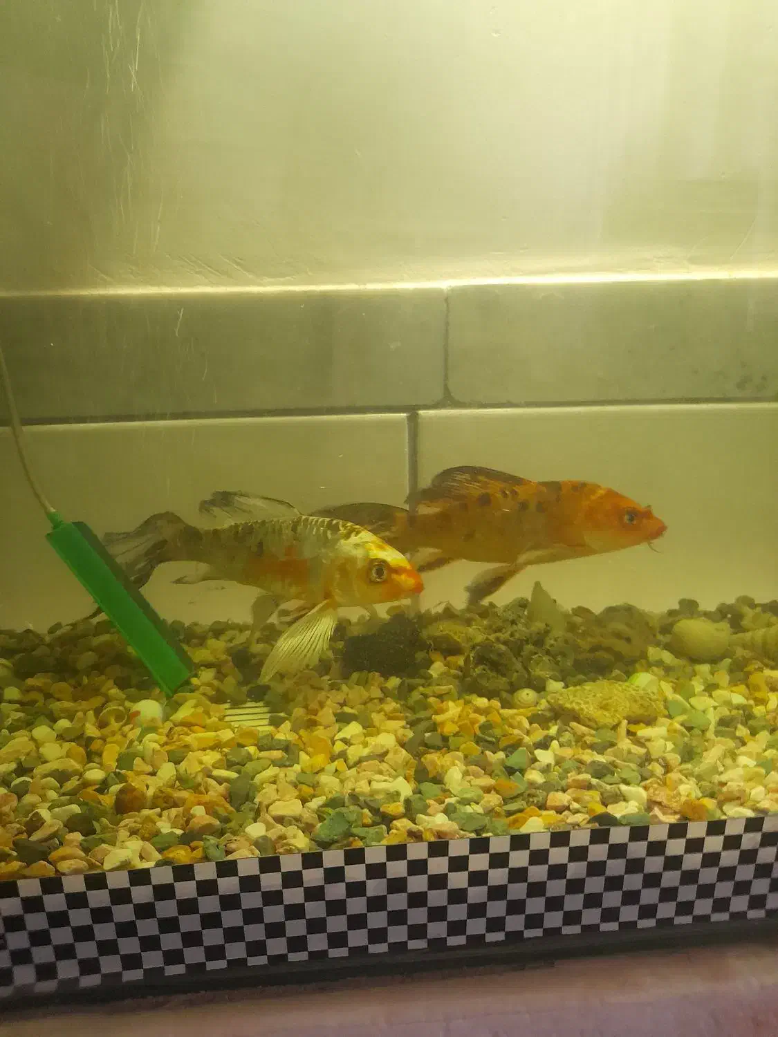 ماهی کوی و لجن خوار|ماهی|زرند, |دیوار