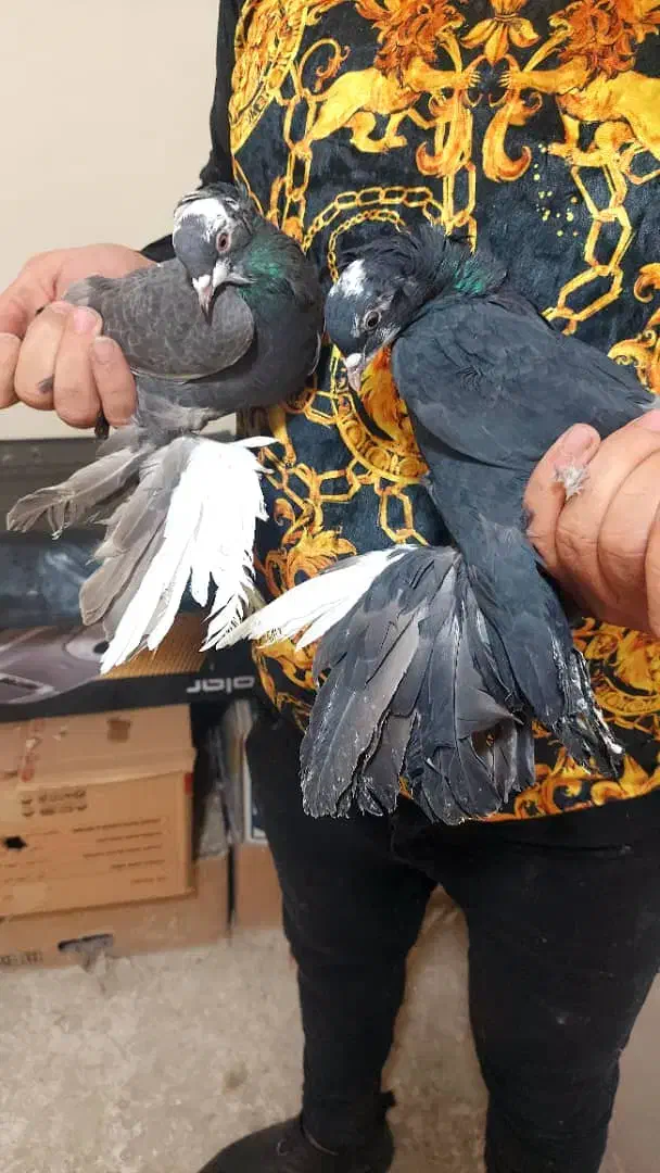 فیلی اغگورغ|پرنده|تبریز, |دیوار