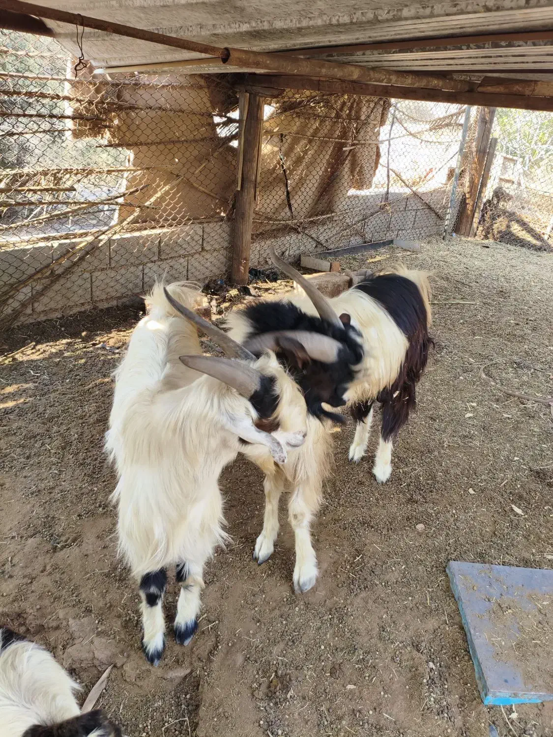 فروش دو راس پازن دو رگه|حیوانات مزرعه|جم, |دیوار