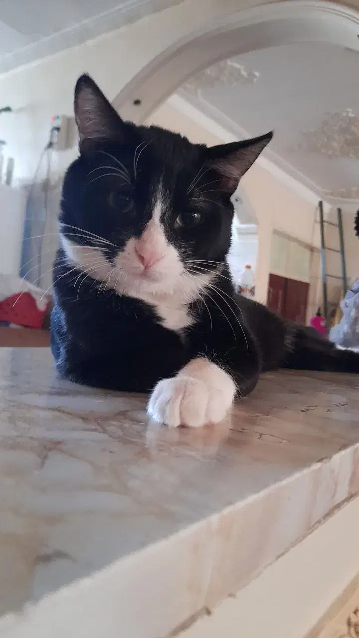 واگذاری گربه|گربه|اردبیل, |دیوار