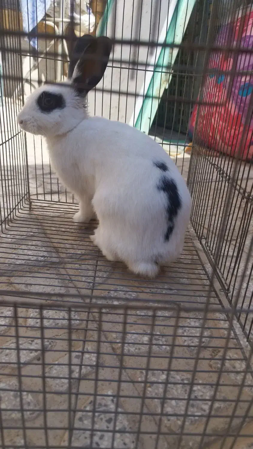 خرگوش خونگی|موش و خرگوش|شهرضا, |دیوار