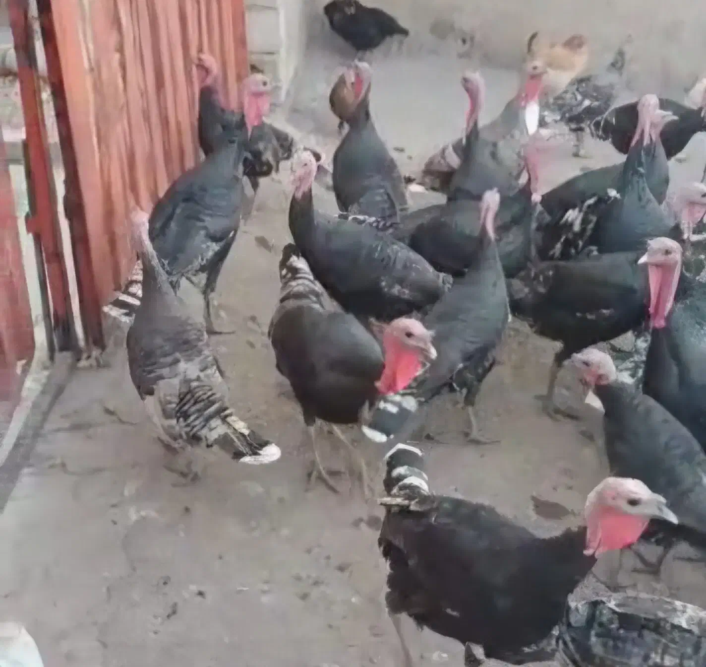 فروش بوقلمون|حیوانات مزرعه|پلدختر, |دیوار