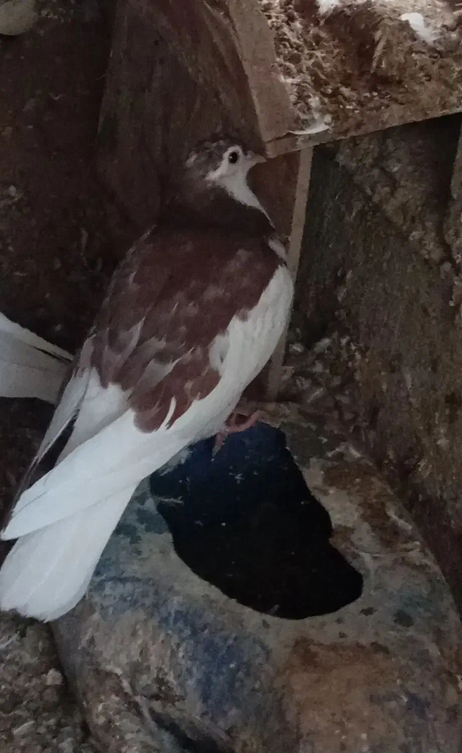 کفتر فروشی|پرنده|شاهرود, |دیوار