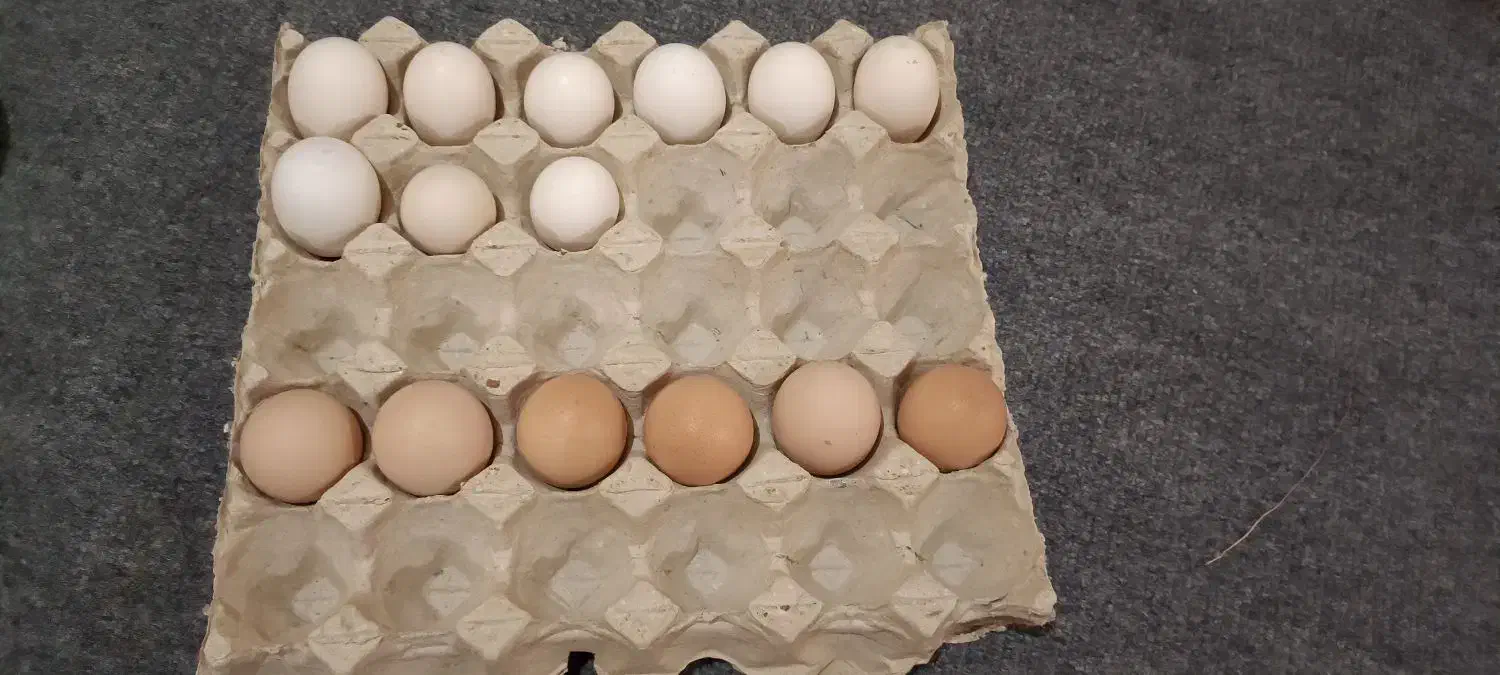 تخم مرغ لاری و محلی نطفهدار|حیوانات مزرعه|خورموج, |دیوار