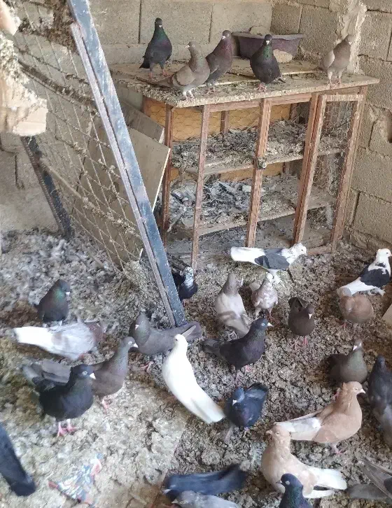 انواع کبوتر بوشهری|پرنده|خورموج, |دیوار