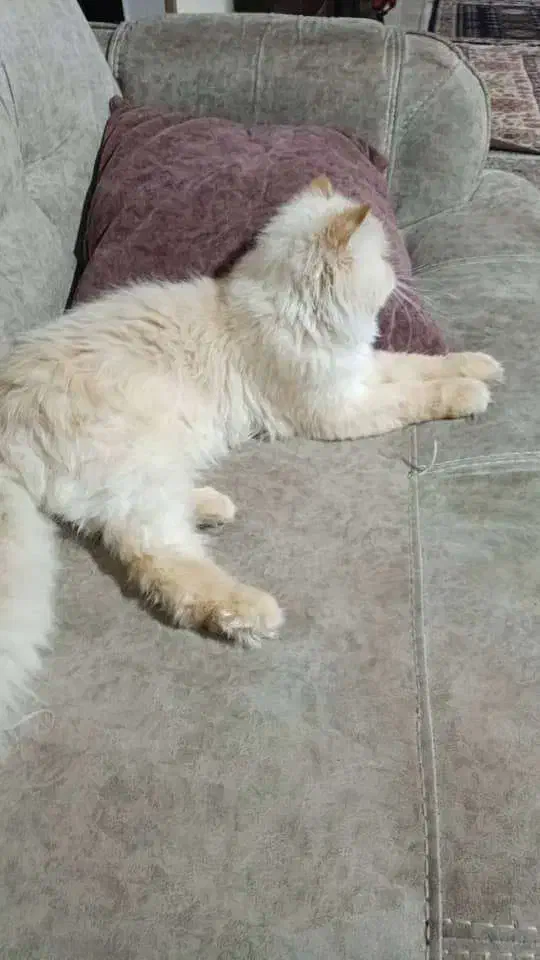 گربه پرشین سوپر فلت|گربه|صدرا-فارس, فاز ۱|دیوار