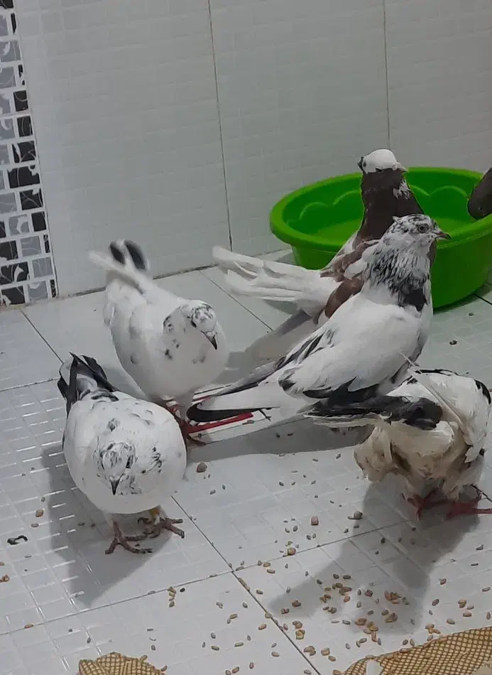 کبوتر|پرنده|سرپل ذهاب, |دیوار