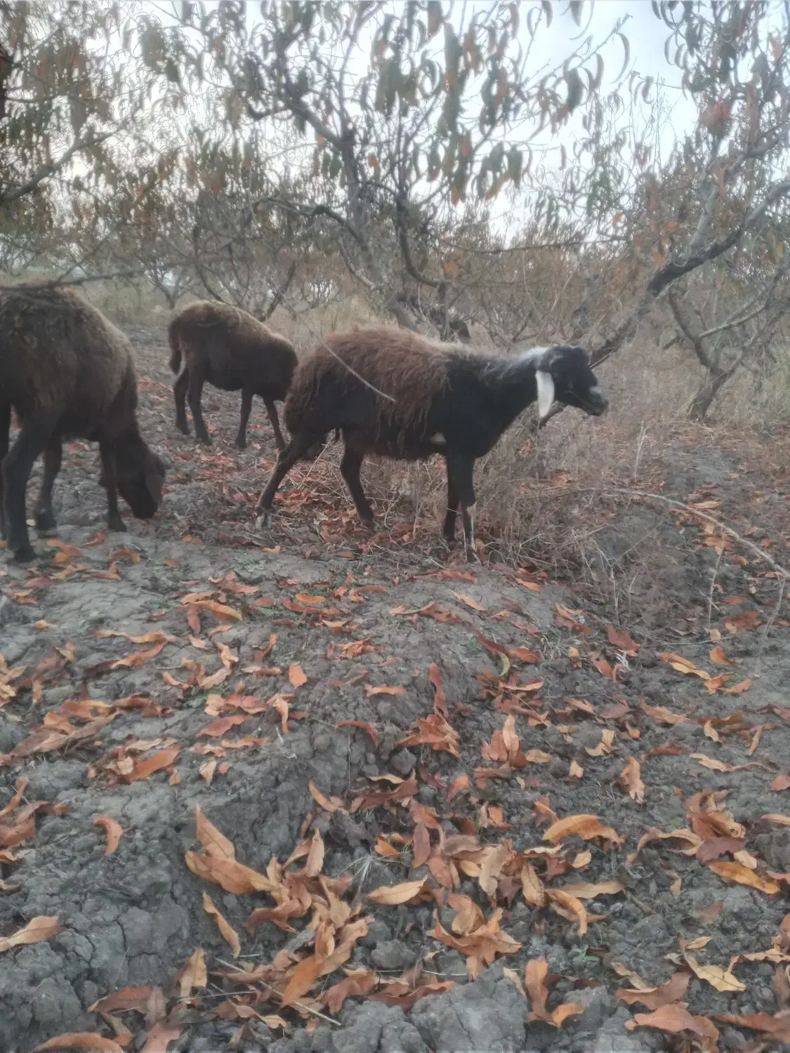 بره گوسفند ابستن|حیوانات مزرعه|علی‌آباد کتول, |دیوار