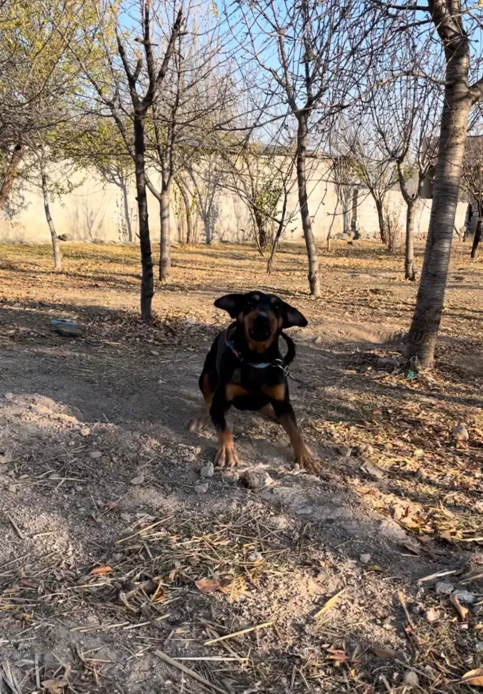 دوبرمن سگ|سگ|نیر (اردبیل), |دیوار