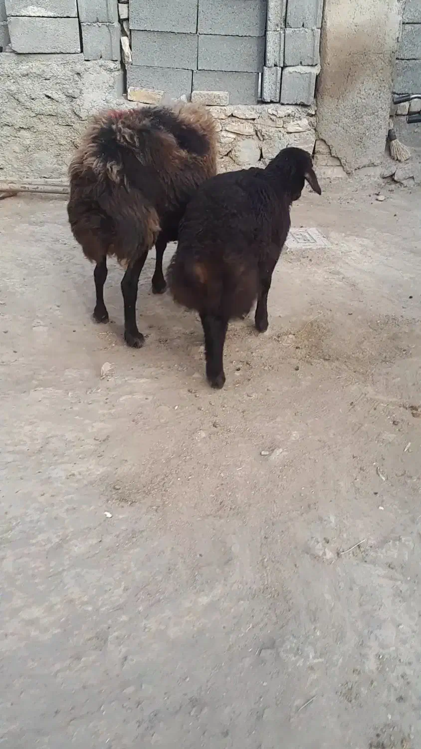 میش گوسفندزاییده بابره نردرشت|حیوانات مزرعه|سجاس رود, |دیوار