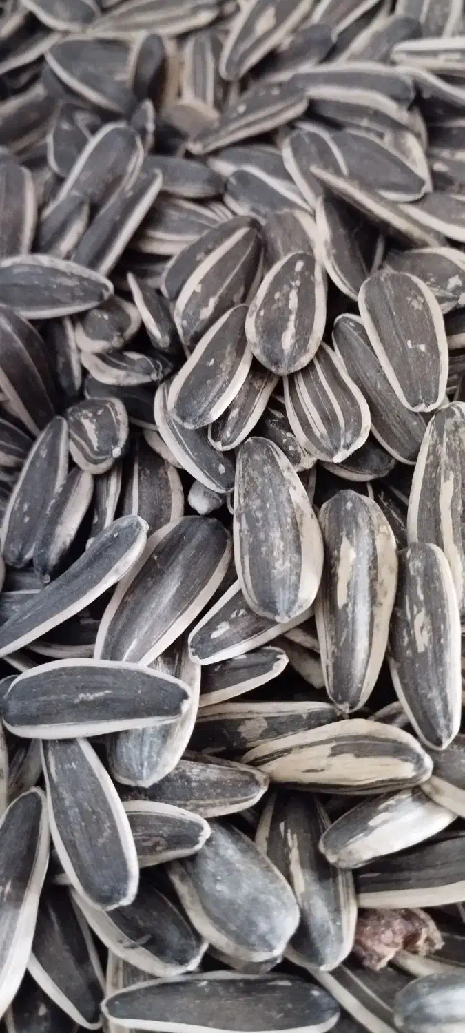 تخمه کانادایی|عمده‌فروشی|بیلوار, |دیوار