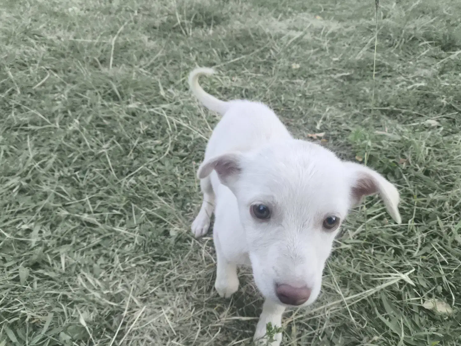 بیستی|سگ|اهر, |دیوار