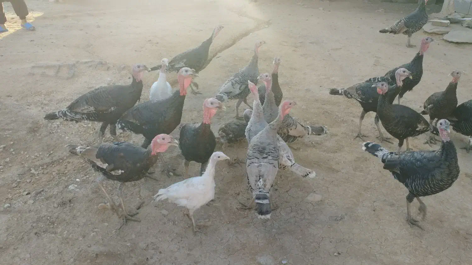 بوقلمون|حیوانات مزرعه|دشت ذهاب, |دیوار