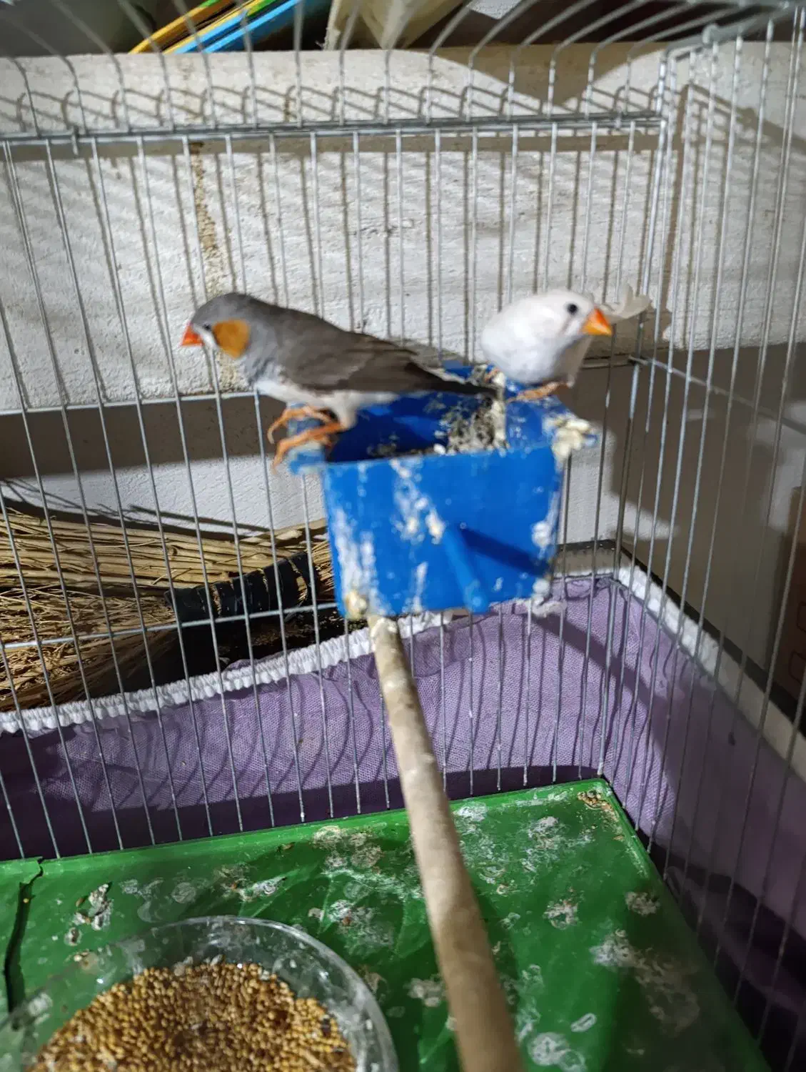 فنچ مولد سالم و زرنگ|پرنده|بهبهان, |دیوار