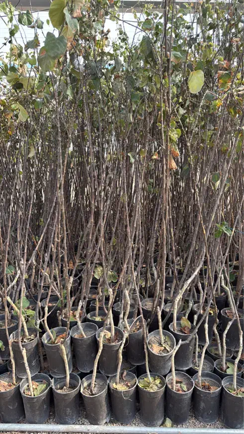 درخت نهال میوه به سطلی|گل و گیاه طبیعی|محلات, |دیوار