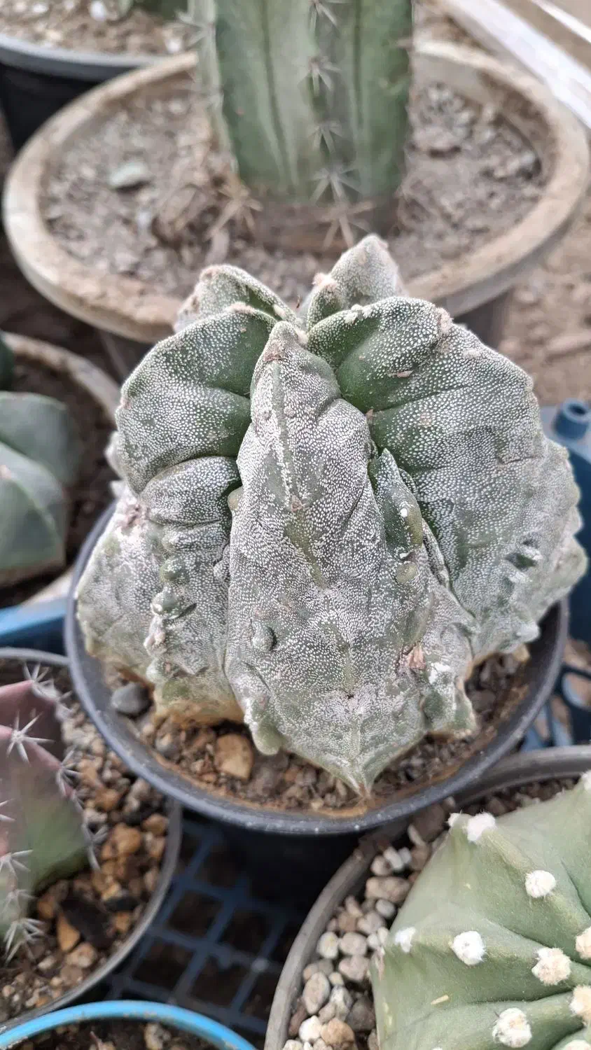 سرگرمی|کلکسیون و سرگرمی|تهران, خزانه|دیوار