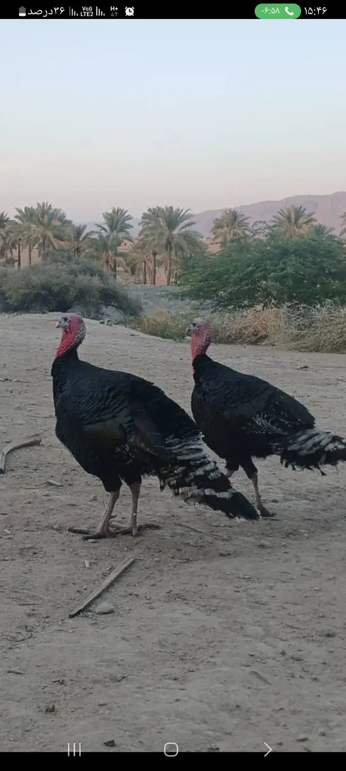 بوقلمون برنز آمریکایی|حیوانات مزرعه|ارم, |دیوار