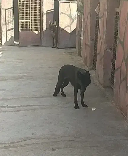 ماده ژرمن بلک|سگ|تهران, استاد معین|دیوار