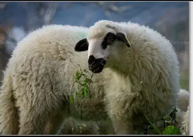 گوسفند سه روز دیگر تمدید شد گوسفند نصف گوشت|حیوانات مزرعه|مشهد, نوید|دیوار