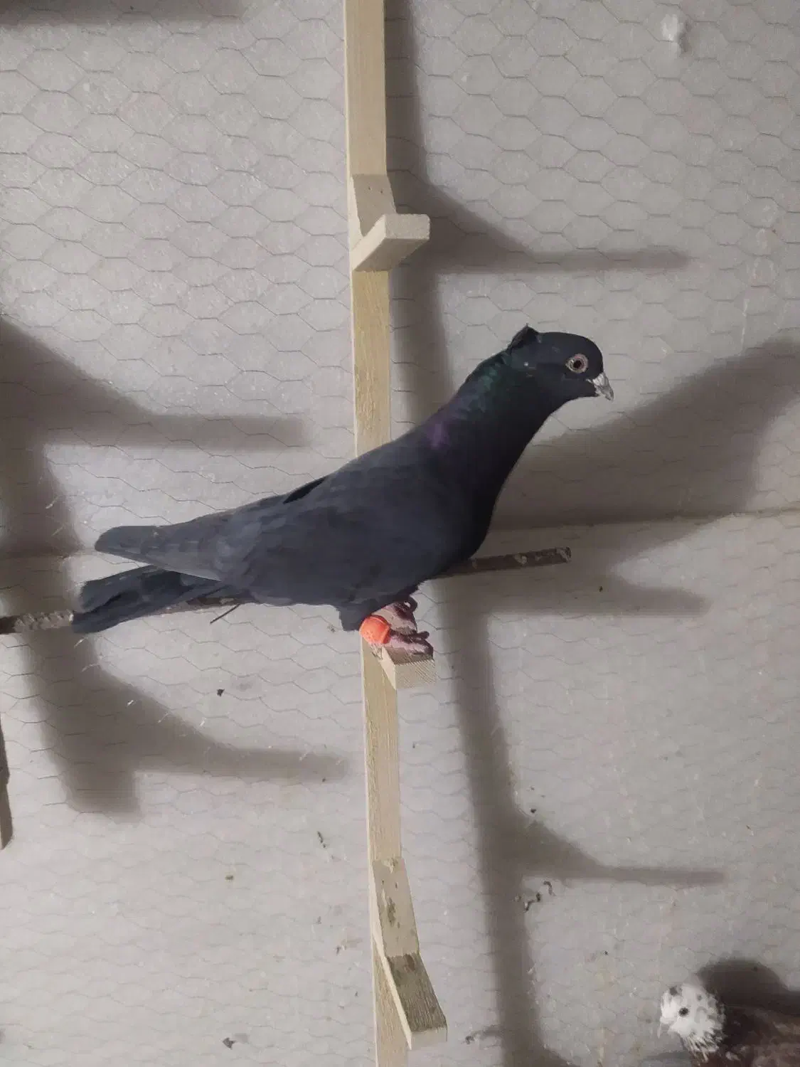 کفتر سبز سیاه زاغ|پرنده|شیراز, تندگویان|دیوار