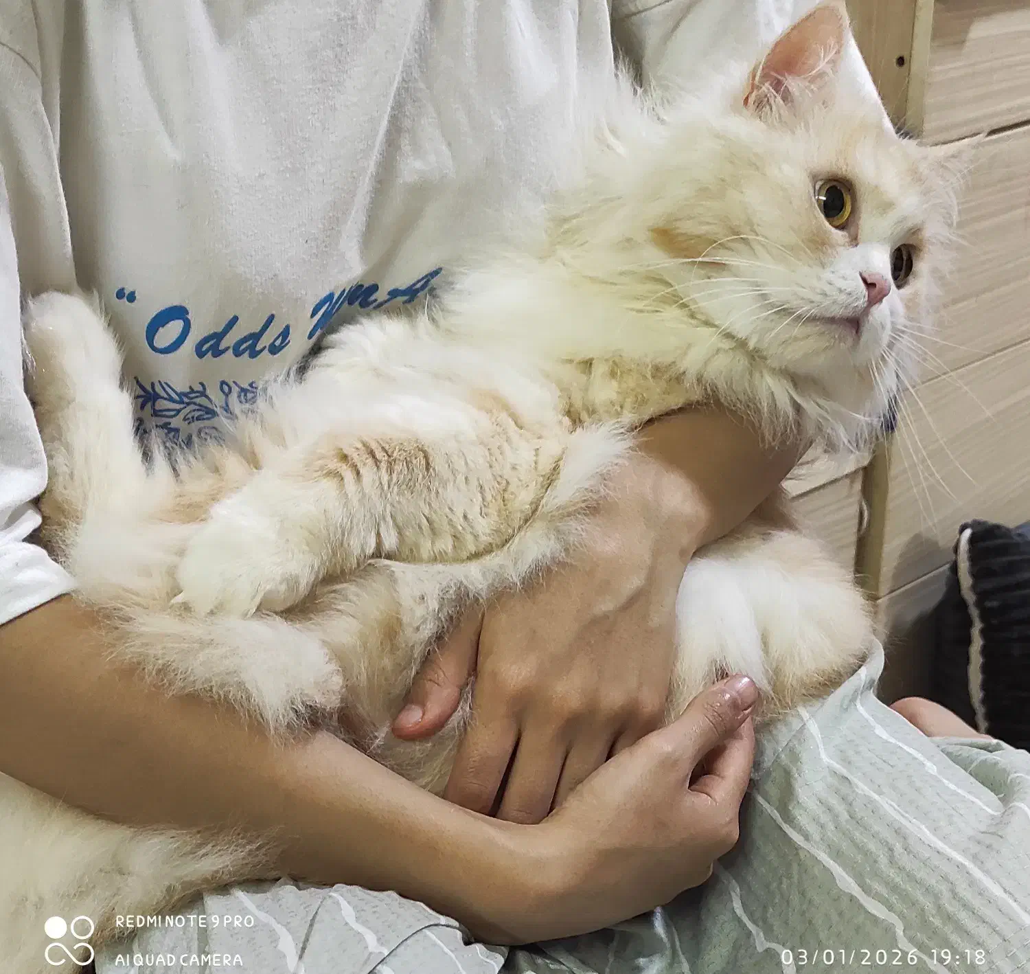 گربه|گربه|آبادان, |دیوار