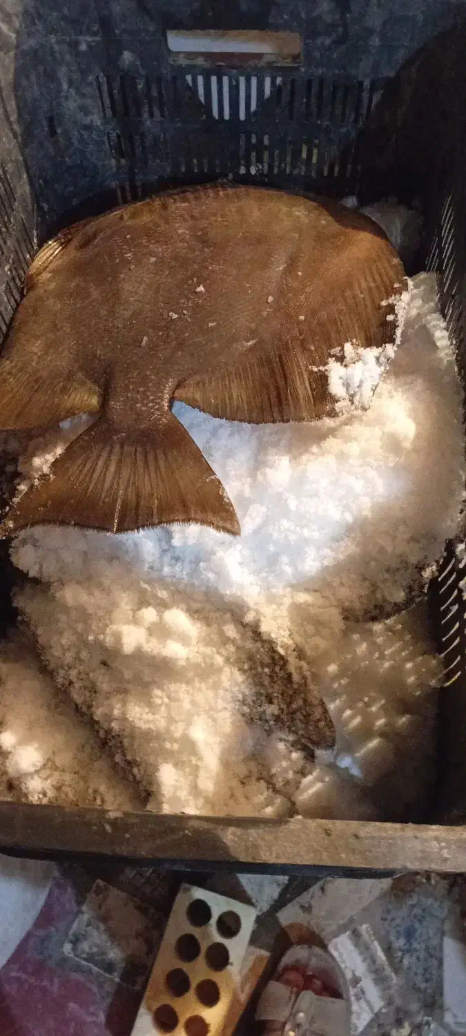 ماهی تازه هندیجان|ماهی|امیدیه, |دیوار