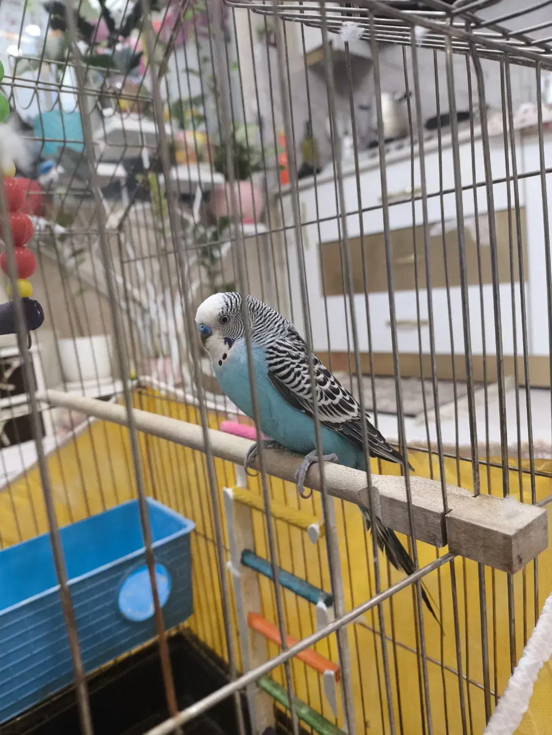 مرغ عشق نر کار داده مست زیر قیمـ ــت|پرنده|مشهد, هدایت|دیوار