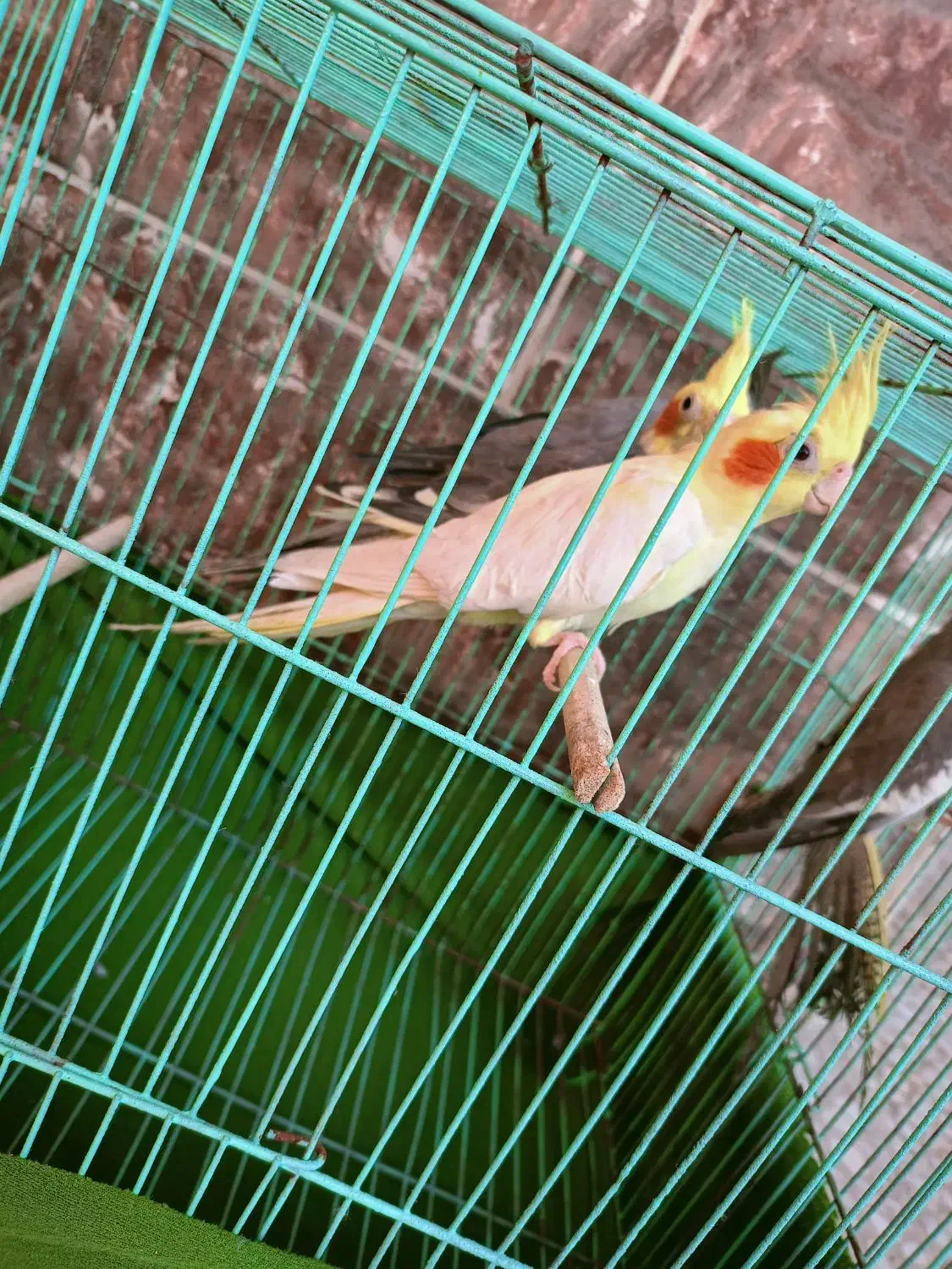 4عدد عروس هلندی بالغ با قفس|پرنده|اهرم, |دیوار