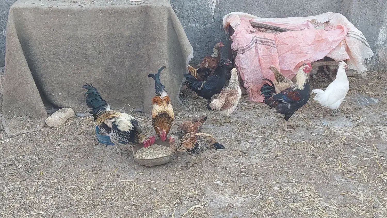 جوجه خروس|پرنده|فردوس (خراسان), |دیوار