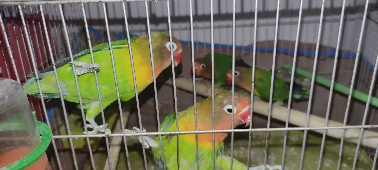 کوتوله برزیلی چنگ قرمز|پرنده|پاسارگاد, |دیوار