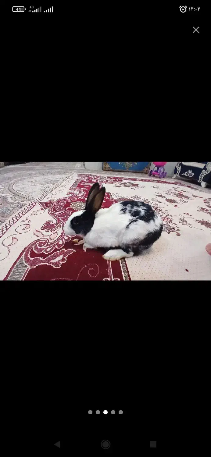 خرگوش نر|موش و خرگوش|بوئین زهرا, |دیوار