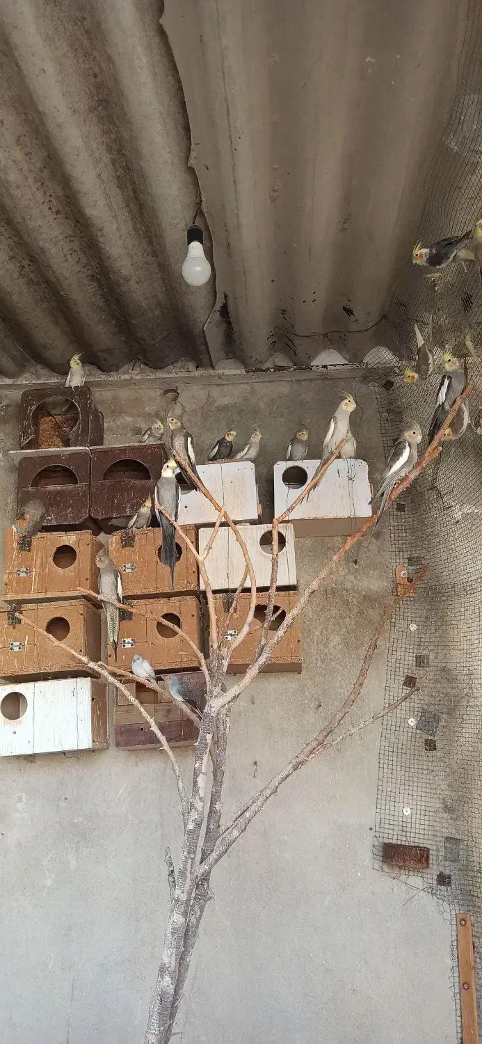 عروس هلندی|پرنده|کازرون, |دیوار