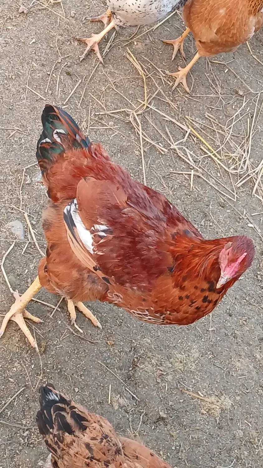 خروس و کاتیک۴۰۰تومن|حیوانات مزرعه|سیاهکل, |دیوار