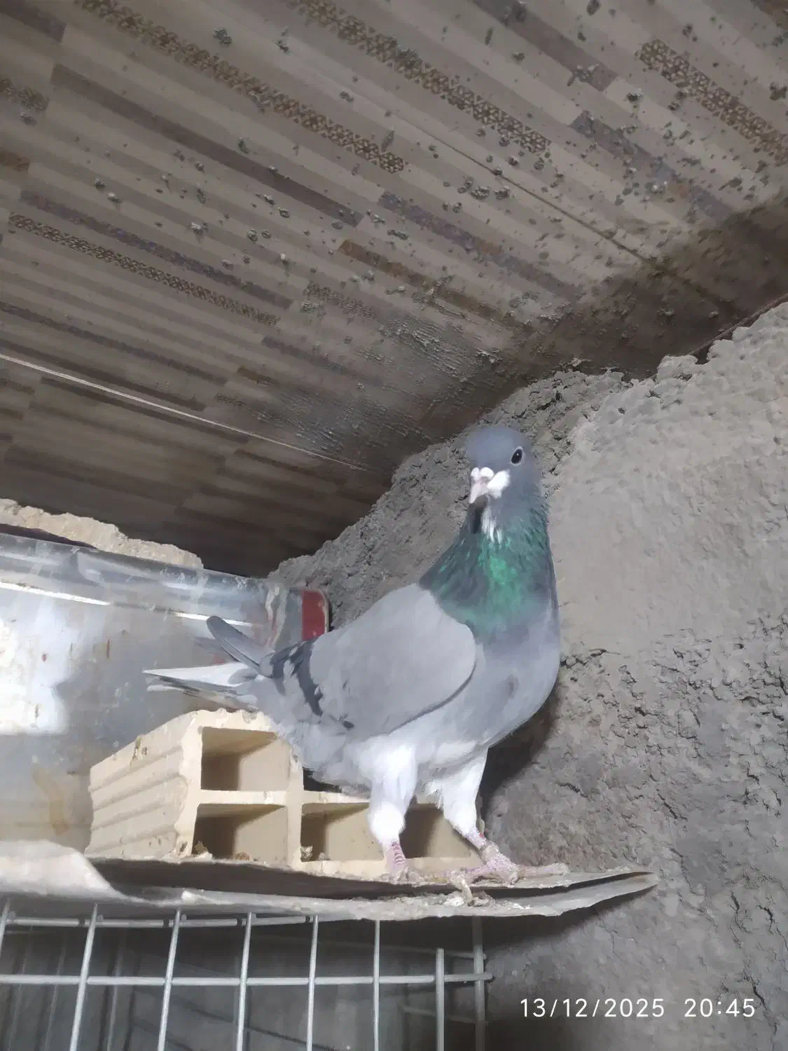 دمگیر خرقه|پرنده|خمینیشهر, |دیوار