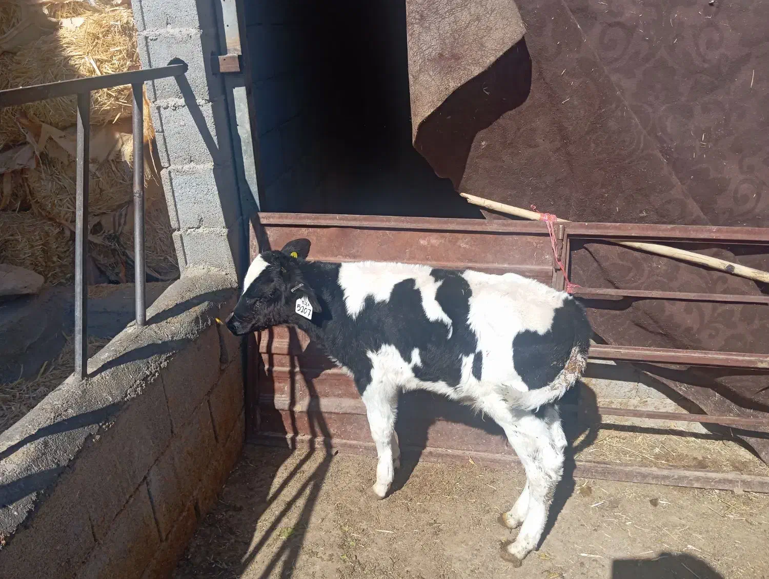 گوساله نر|حیوانات مزرعه|شهرضا, |دیوار