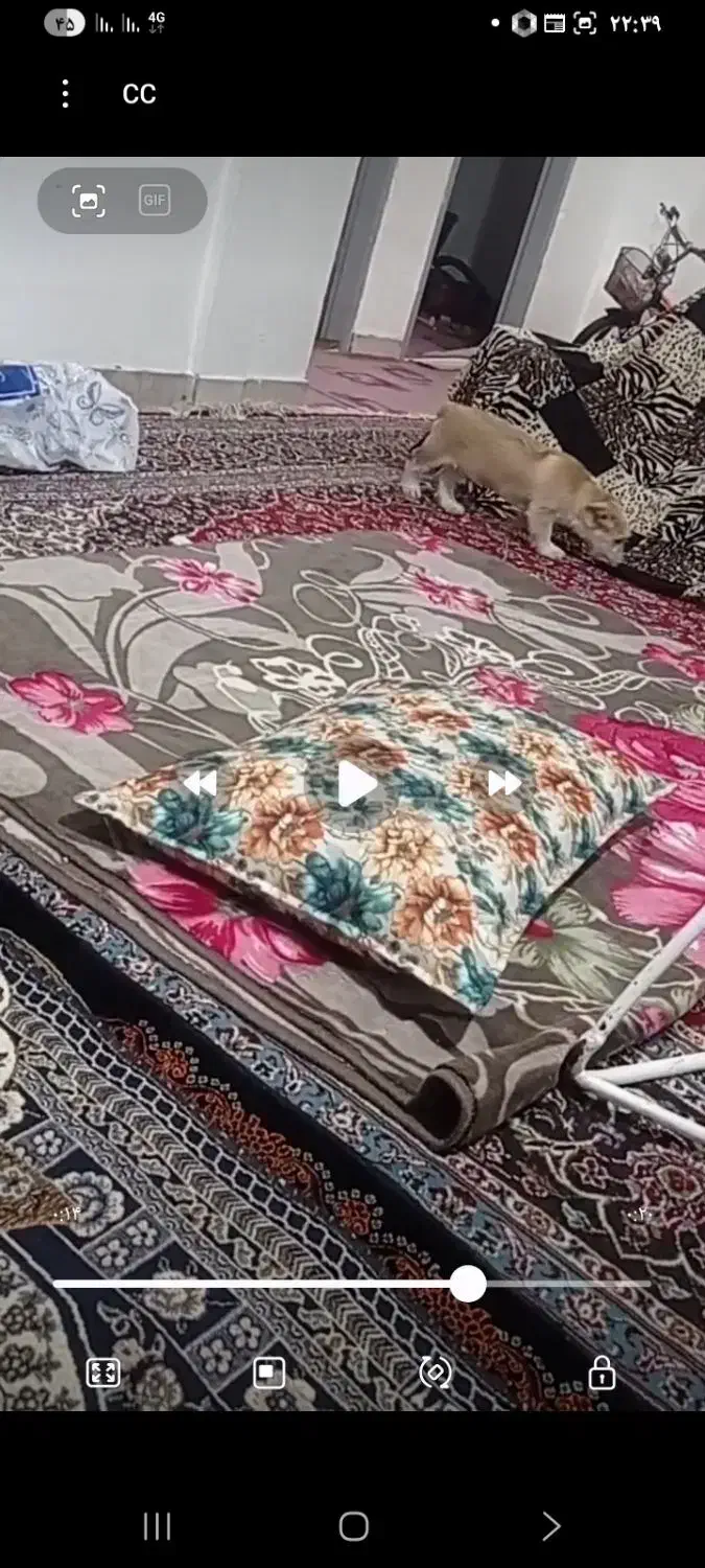 سگ پامر پاکوتاه|سگ|بجنورد, |دیوار