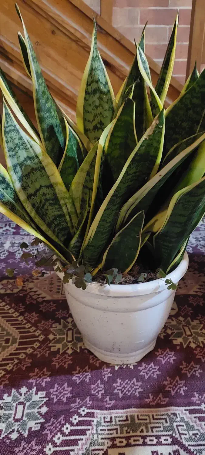 گلهای خانگی|گل و گیاه طبیعی|رشت, تازه آباد|دیوار