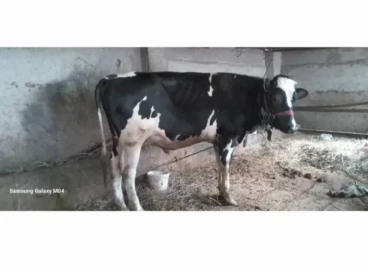 گو ساله|حیوانات مزرعه|خان ببین, |دیوار