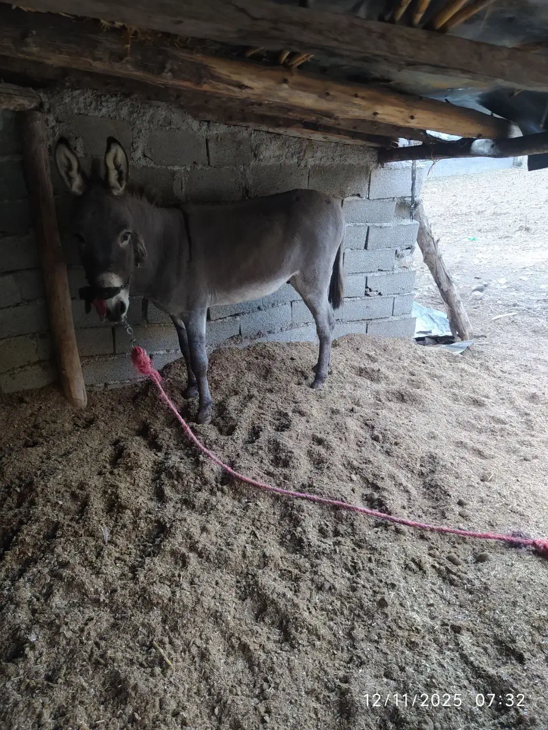 الاغ نر|حیوانات مزرعه|علیآباد کتول, |دیوار