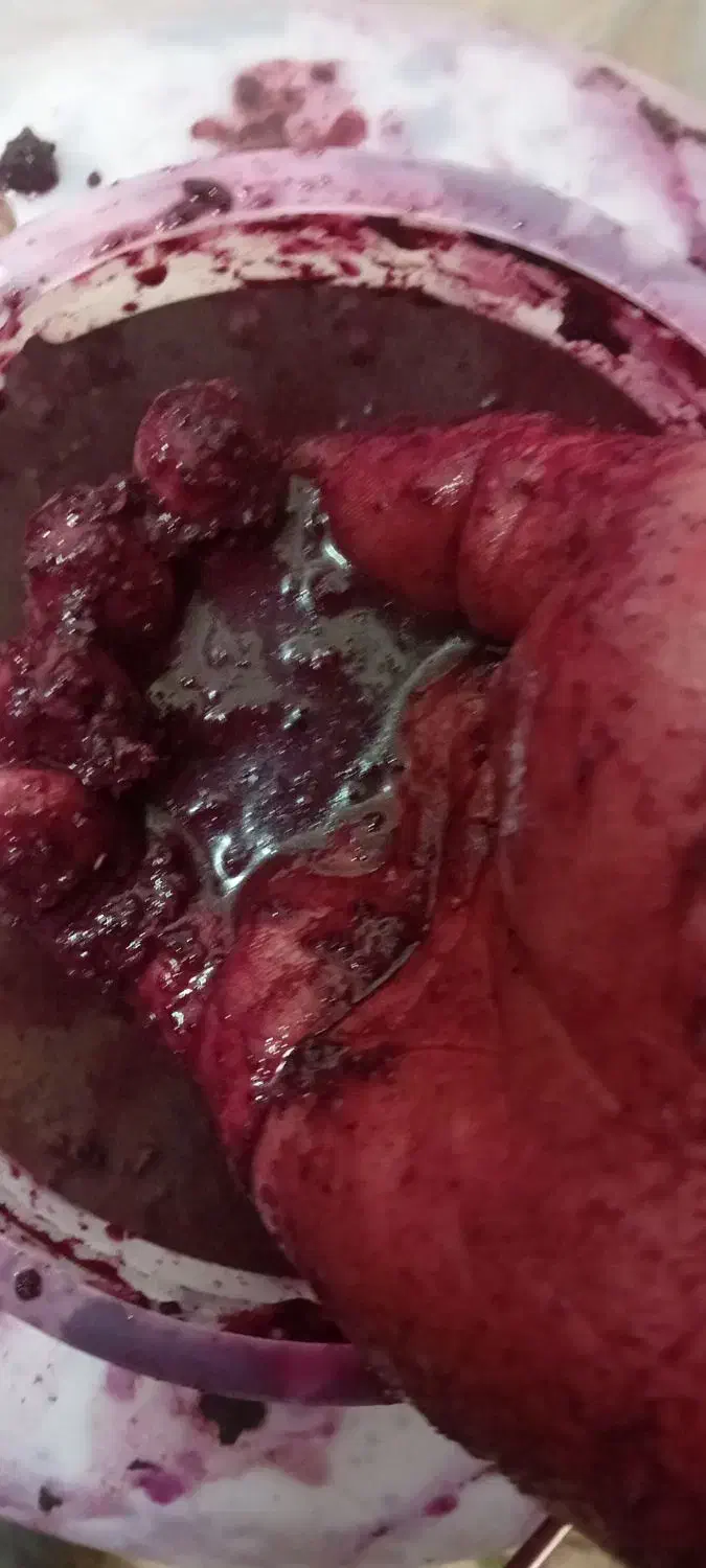 انگور دیم سردشت نمونه استثنائی|خوردنی و آشامیدنی|مشهد, رسالت|دیوار