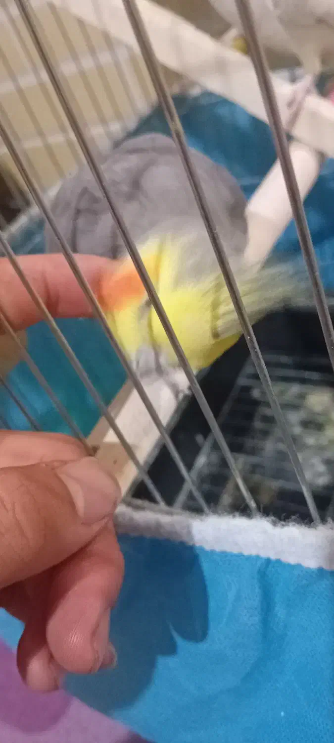 عروس هلندی|پرنده|بروجرد, |دیوار