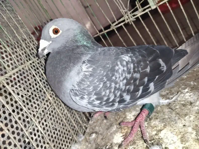 مسافتی|پرنده|مینودشت, |دیوار