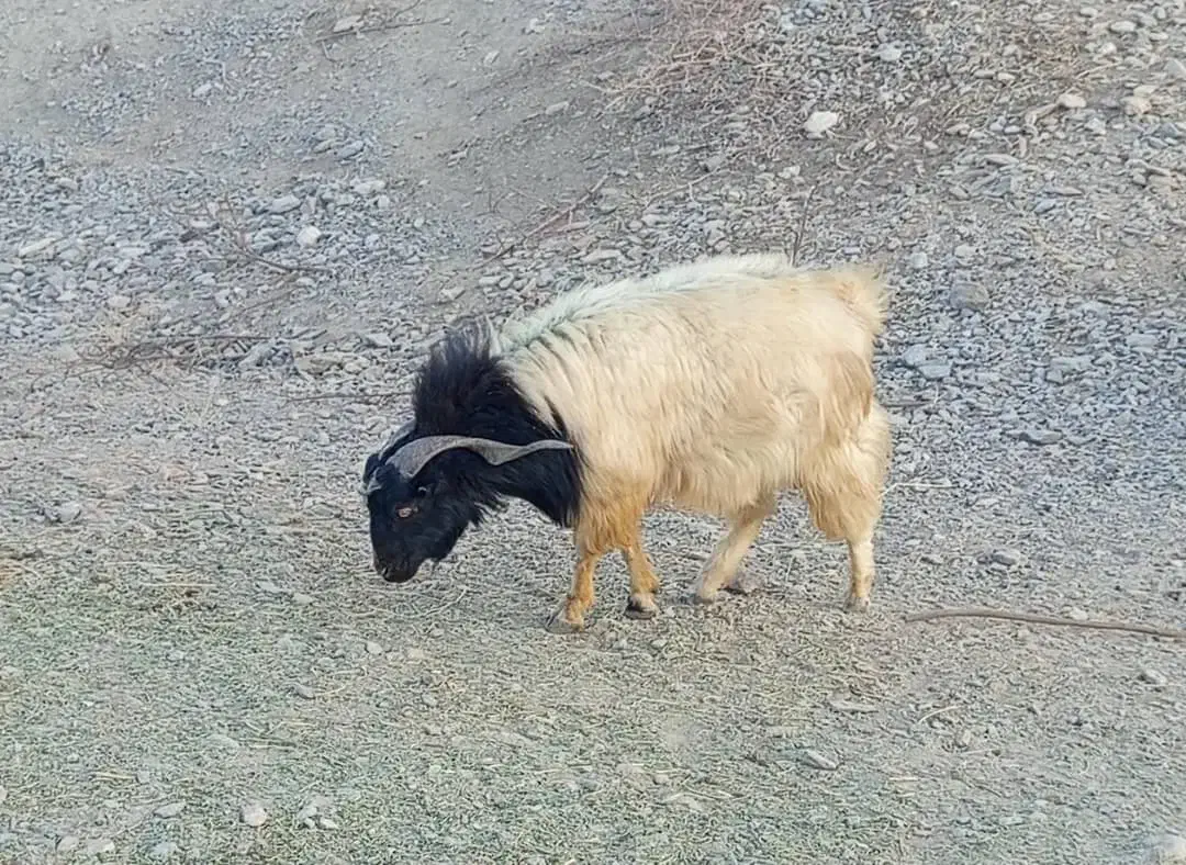 گله گوسفند|حیوانات مزرعه|کرمان, |دیوار